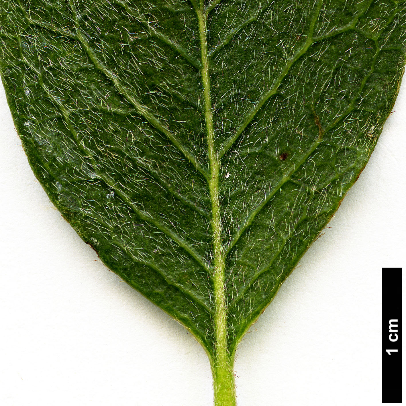 High resolution image: Family: Garryaceae - Genus: Garrya - Taxon: flavescens